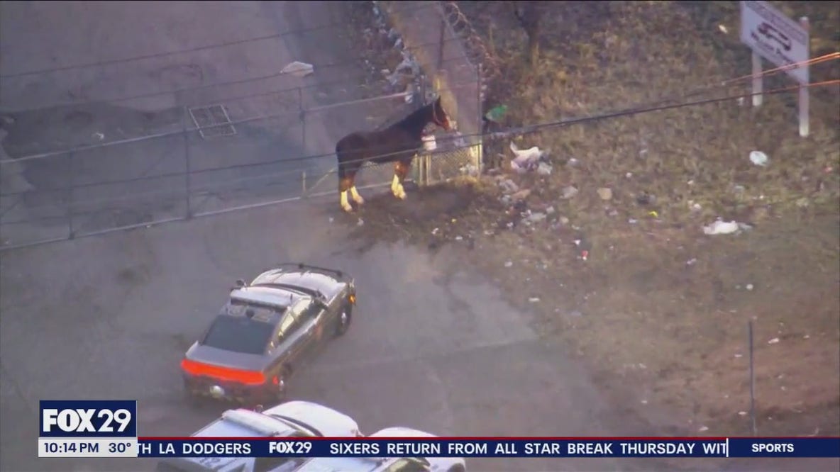 Horse caught galloping on I-95 alongside drivers in Philadelphia