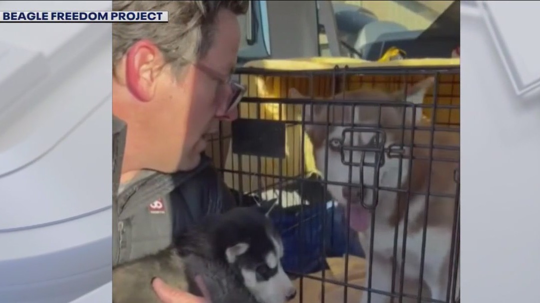 'Band of Brothers' actor rescues huskies from local breeder