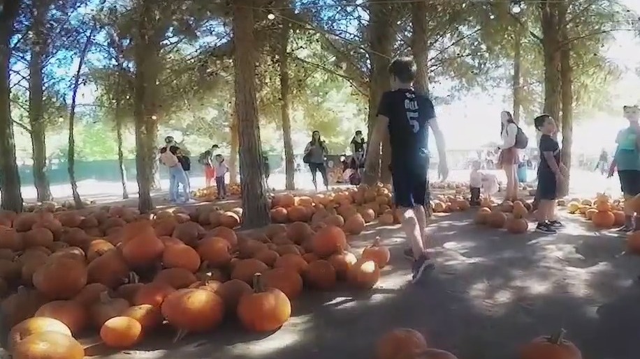 Pumpkins making strong comeback this season in Arizona after helpful monsoon storms