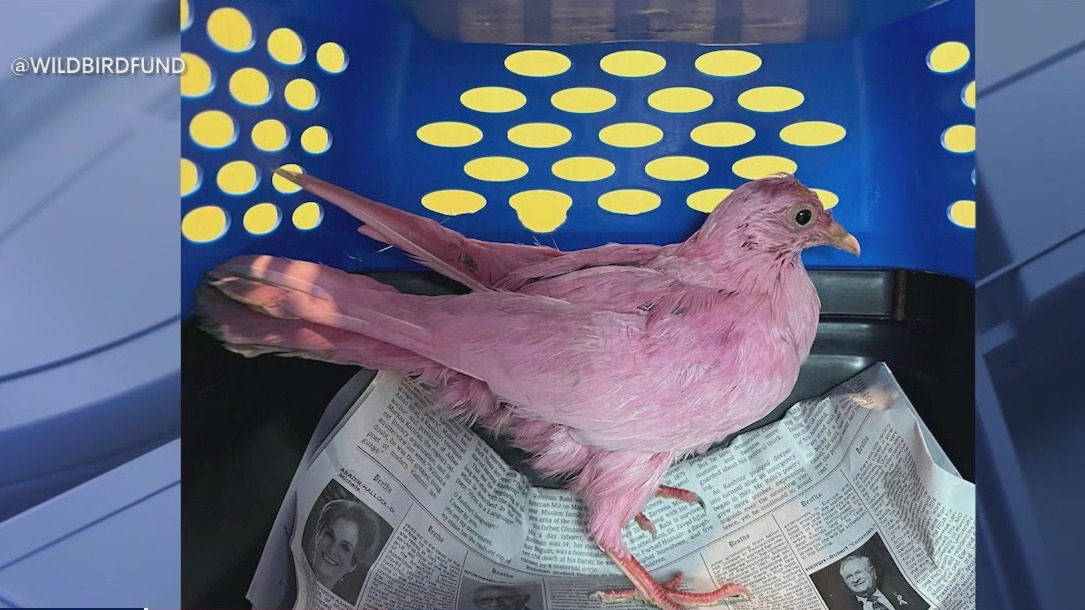 Pink pigeon passes away