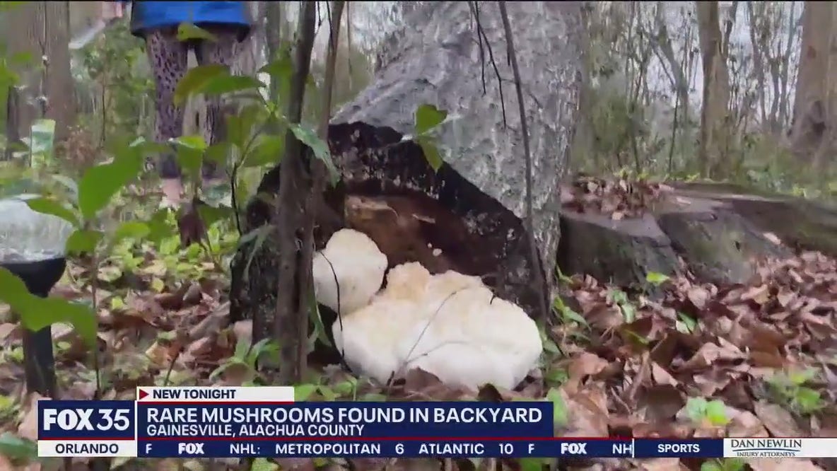 Lion's mane mushroom: What is it, and can you eat it?