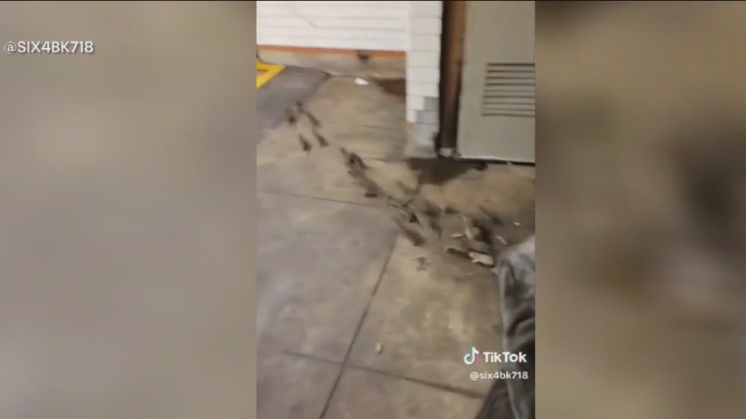 Rats scurry from under person's blanket