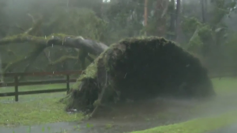 Enormous tree pulled from roots, knocked down during Hurricane Ian