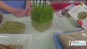 How to grow microgreens inside your home