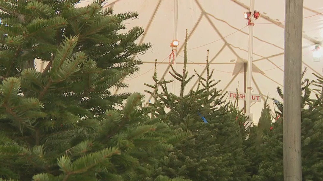 Thousands of Christmas trees sold for holiday