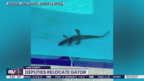 Deputies relocate alligator from school swimming pool