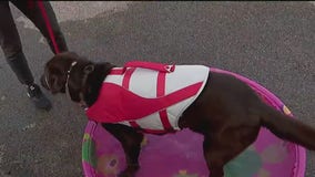 Water Safety tips for pet parents