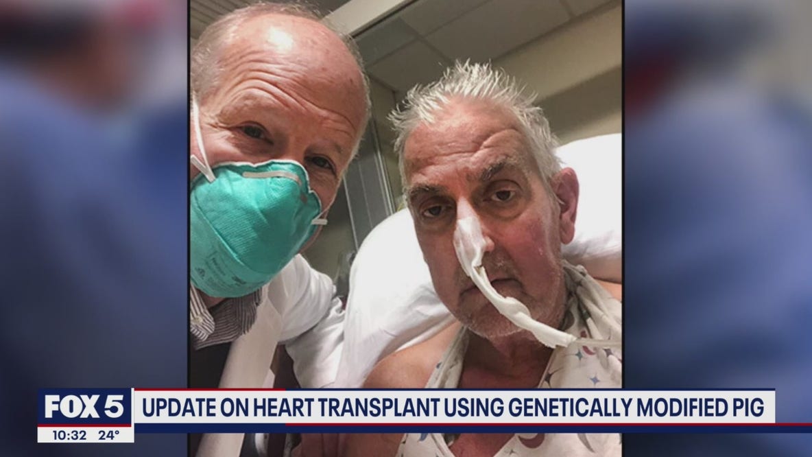 Maryland dad recovering after receiving genetically-modified pig heart transplant
