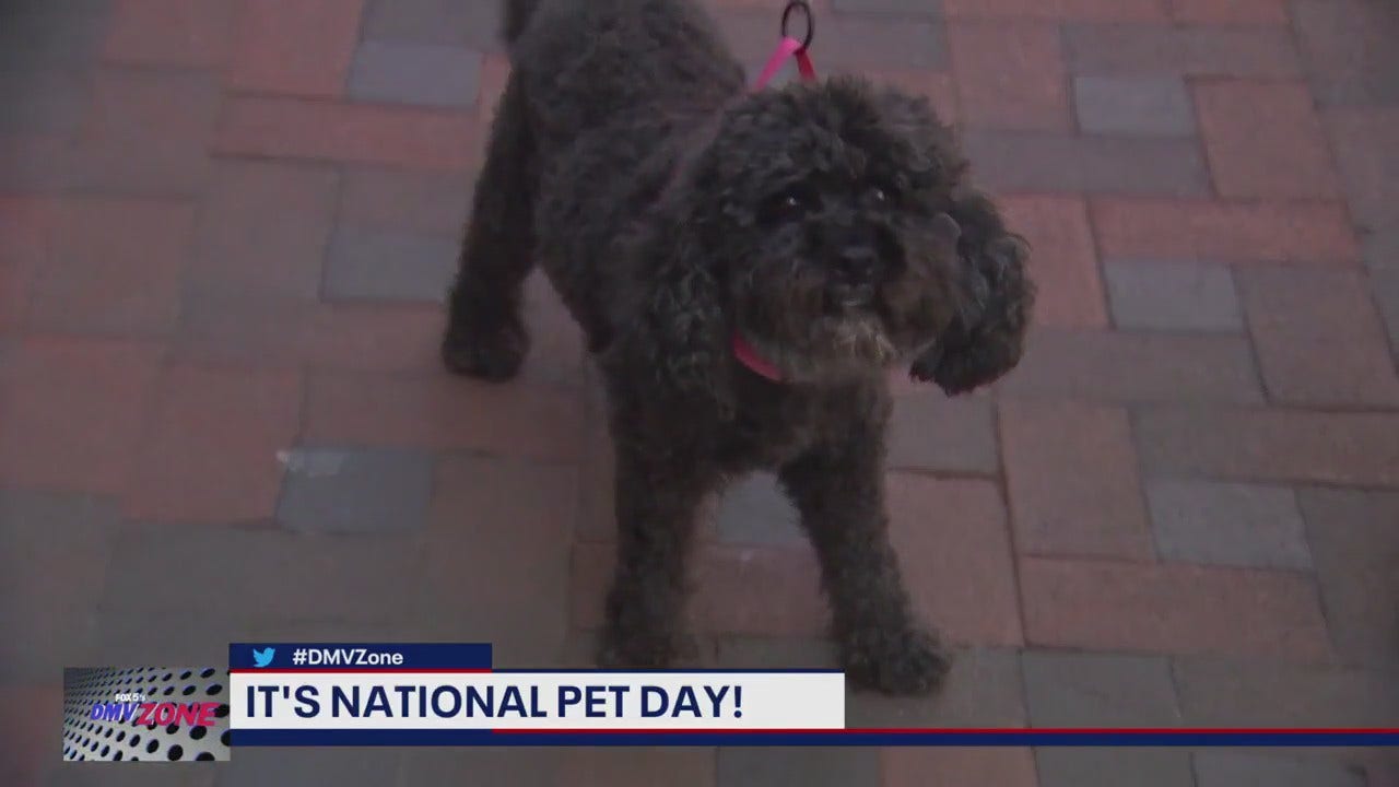 How the DMV is celebrating National Pet Day