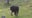 Name the baby muskox at Point Defiance Zoo and Aquarium
