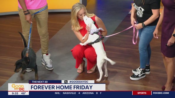 Old Dominion Humane Society brings adoptable puppies to Good Day DC