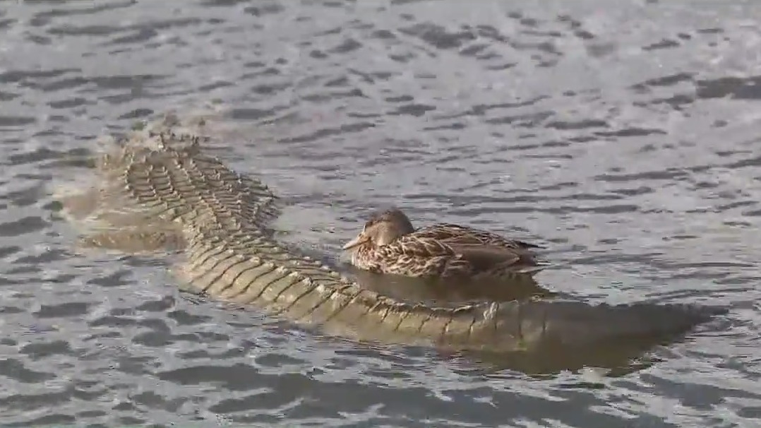 'Alligator' lurking in the water of Mesa park