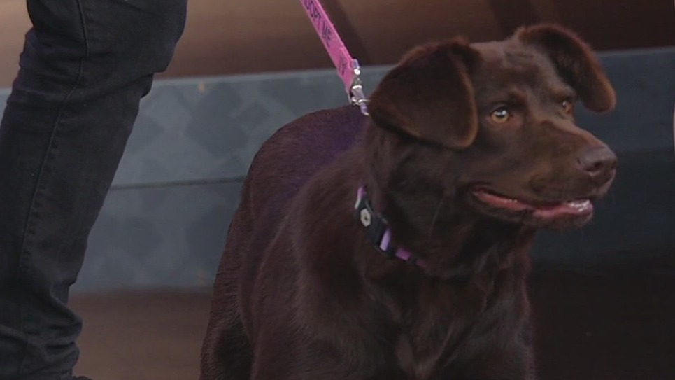 Meet Victoria: Our Pet of the Day