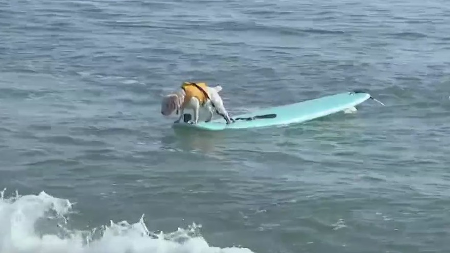 Hang 8 dog surfing event happening Saturday in Flagler Beach