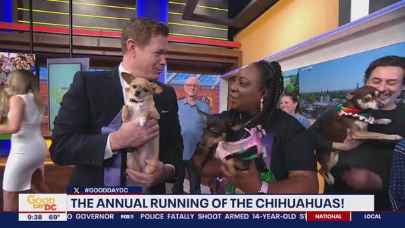 A preview of the annual Running of the Chihuahuas!