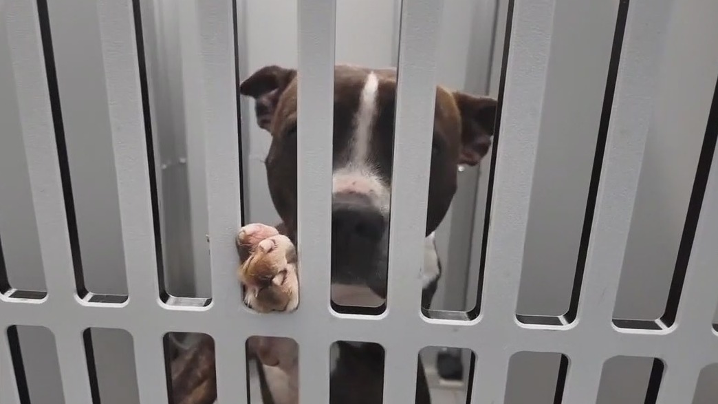 Critics say new animal shelter is inhumane