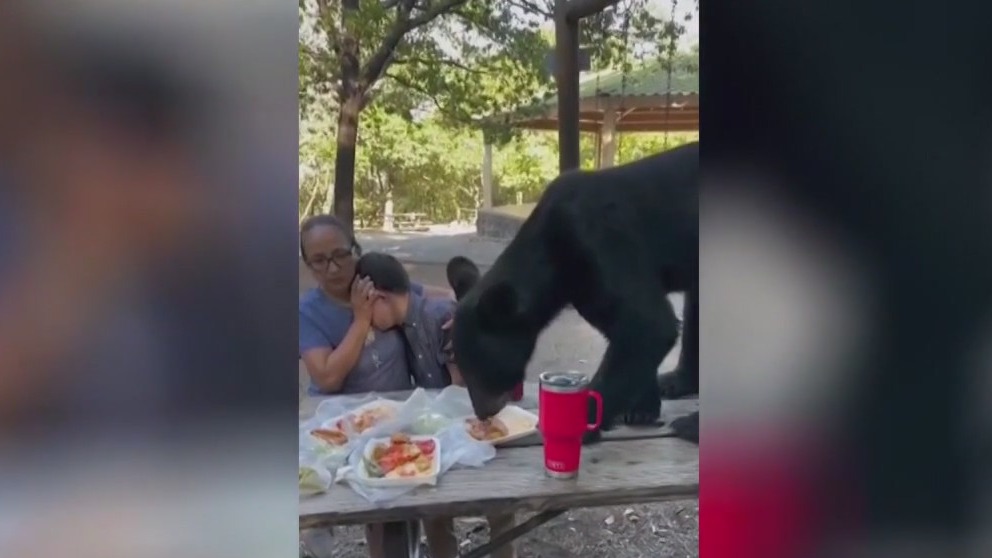 Bear crashes birthday party