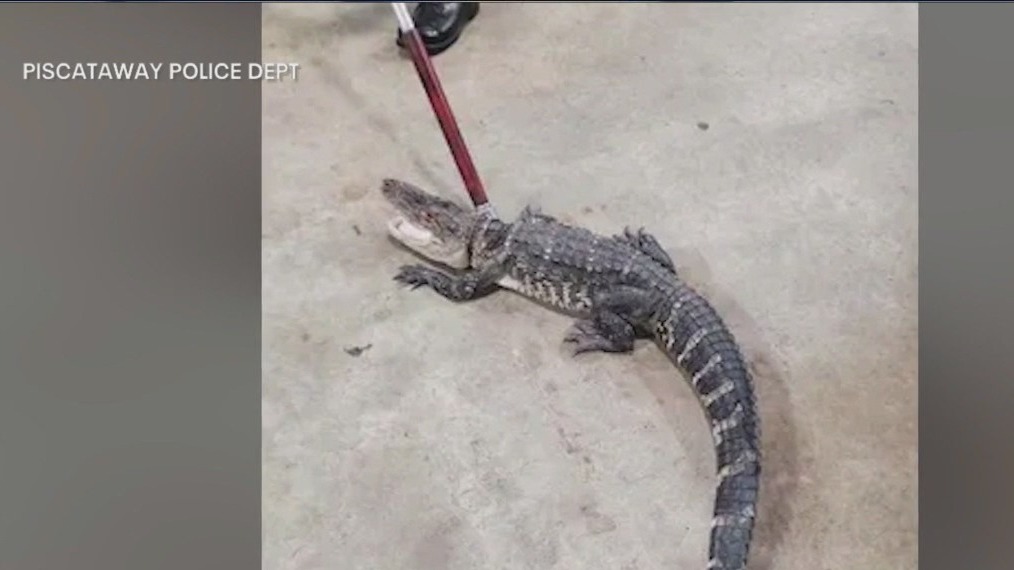 Missing alligator captured in New Jersey park