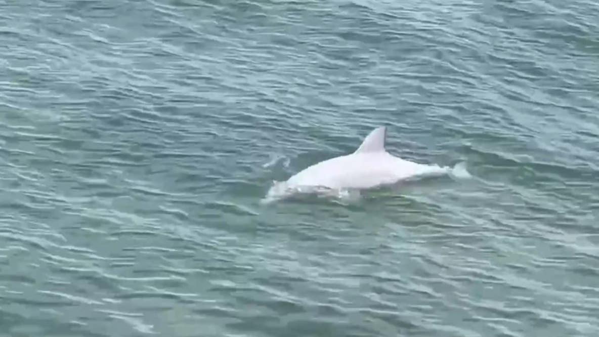 Rare white dolphin spotted in Florida
