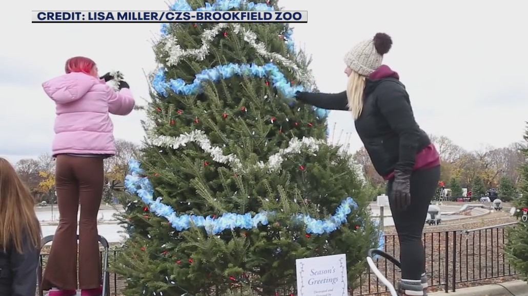Brookfield Zoo celebrates annual tree trim