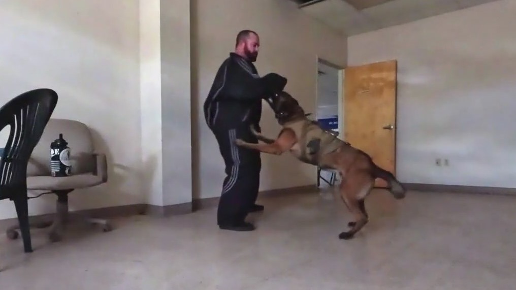 K-9 officers in Arizona train for real-life situations