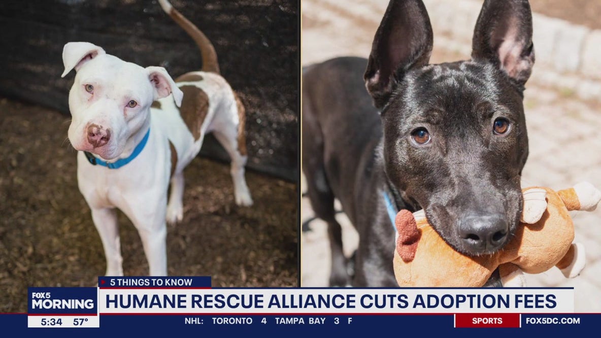 Humane Rescue Alliance cuts adoption fees after shelters reach capacity