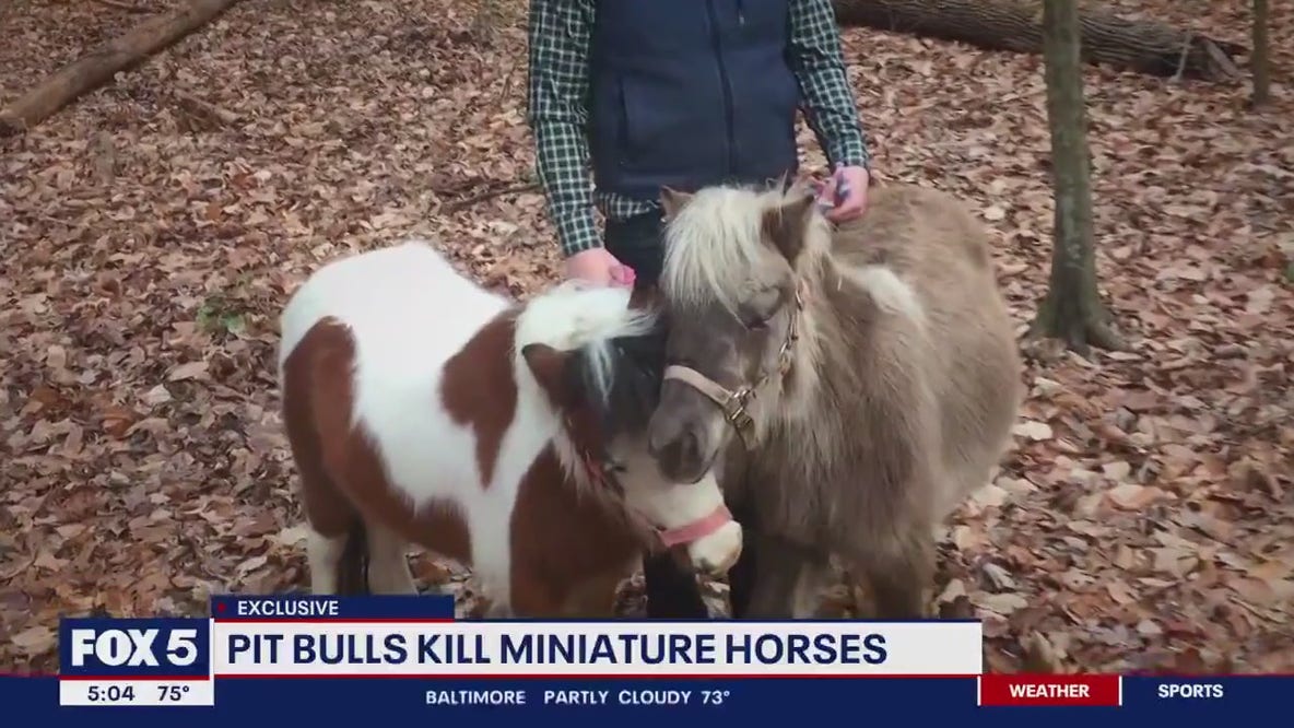 Pit bulls kill miniature horses in Charles County