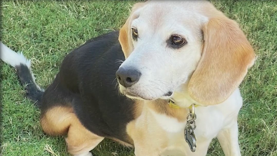 Beagle loses 58 pounds with help from Phoenix area couple