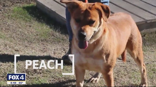 Dog of the Day: Peach