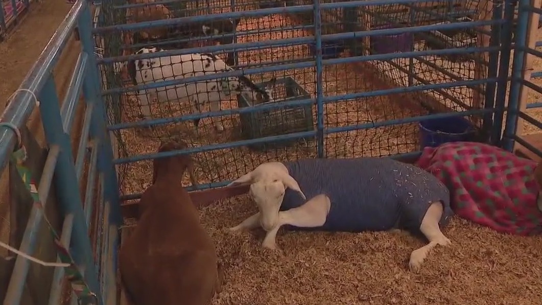 Chaperone rule in effect at Contra Costa County Fair
