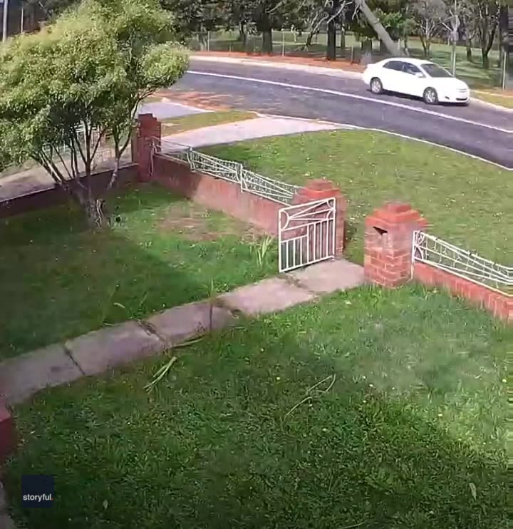 Tree falls across road in Australia seconds after car drives past
