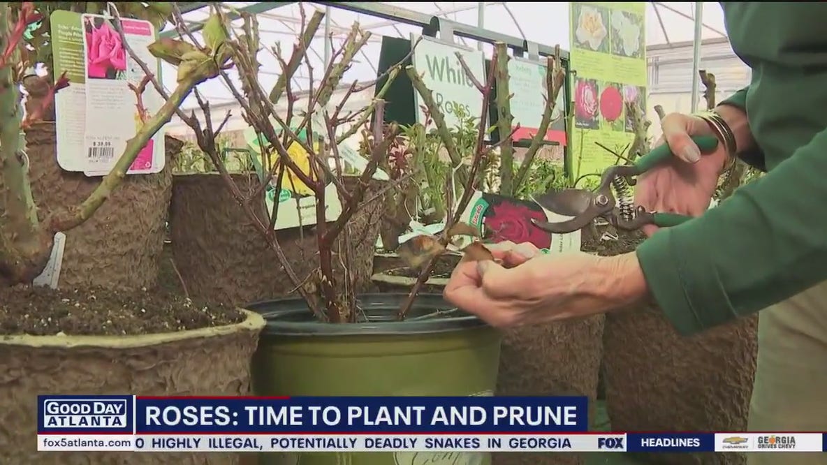Time to plant and prune roses