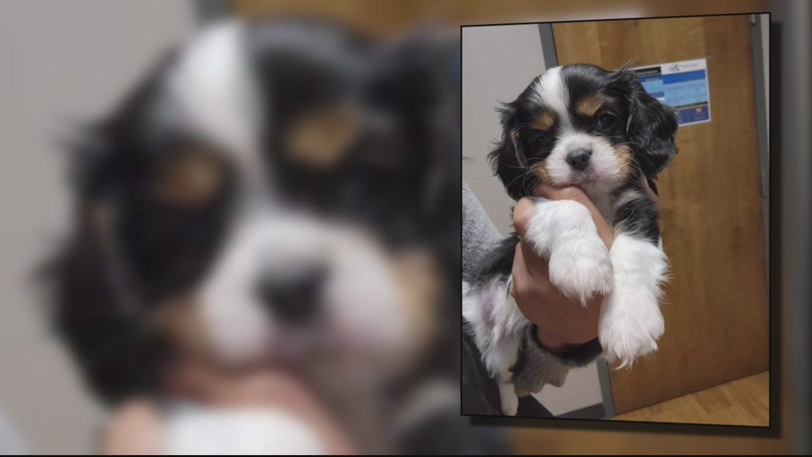 New comfort dog gifted to Oxford schools to help students when they return