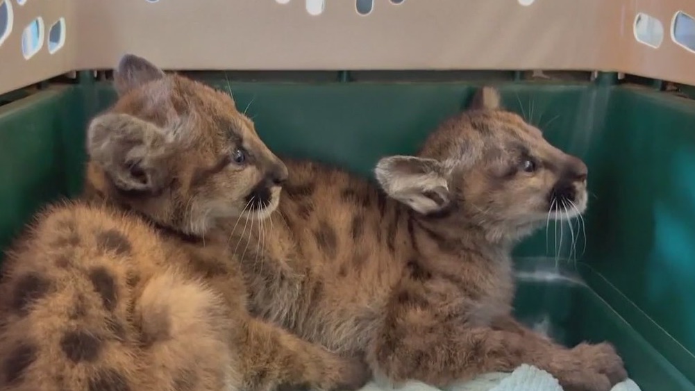 Oakland Zoo adopts orphaned mountain lion cubs; mother killed in Burlingame
