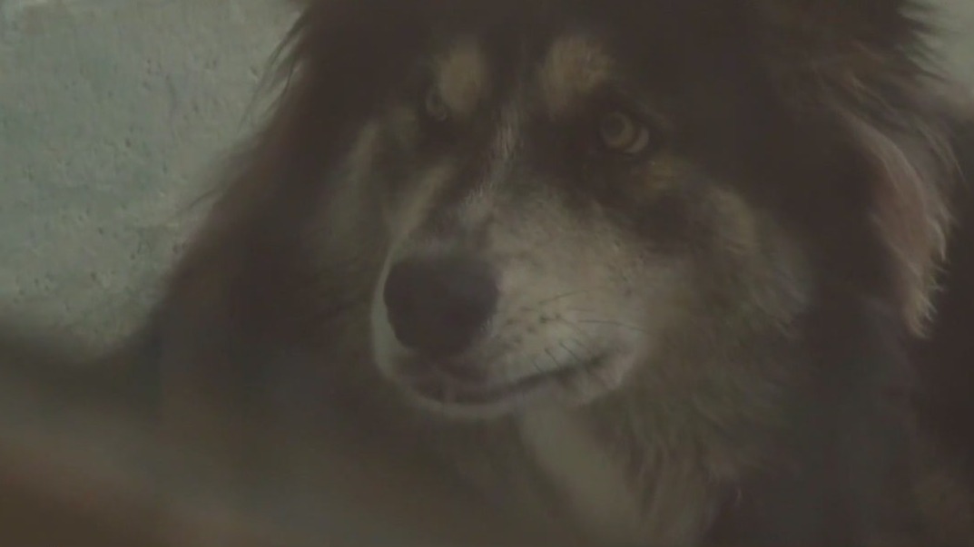 Tampa Bay area pet shelters ask to donate locally on 'Adopt a Shelter Pet' Day