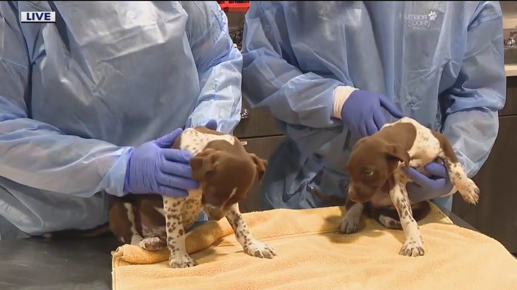 3 puppies thrown from car in Tampa, 2 survived