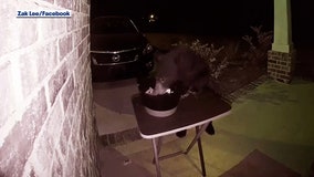 The most polite bear trick-or-treating in Florida
