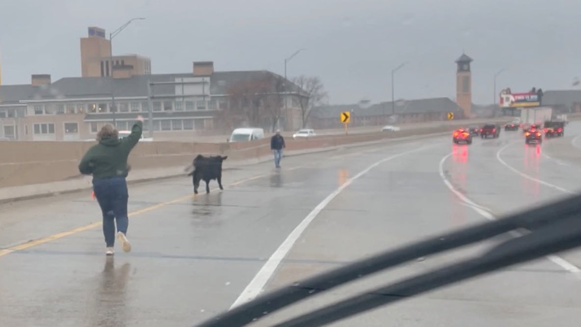 Cow runs wild on Michigan freeway