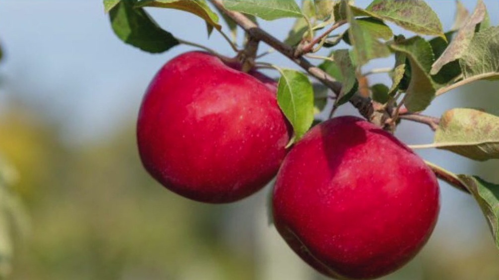 University of Minnesota debuts new apple