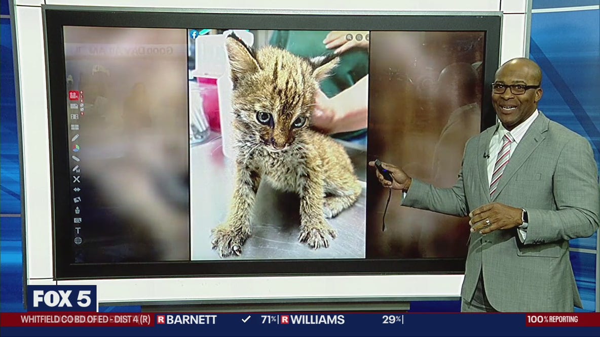 Rescued kitten turns out to be baby bobcat