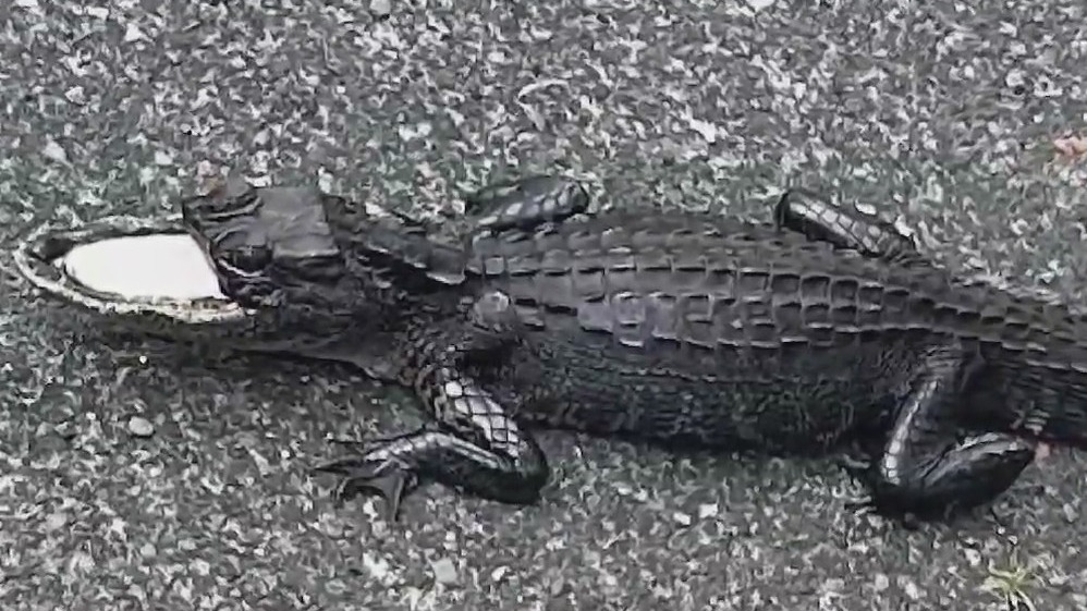 Gator missing half its mouth spotted
