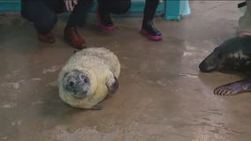 Brookfield Zoo welcomes new baby seal pup