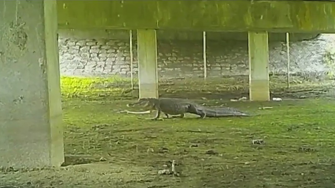 Highway for animals possibly coming in Florida