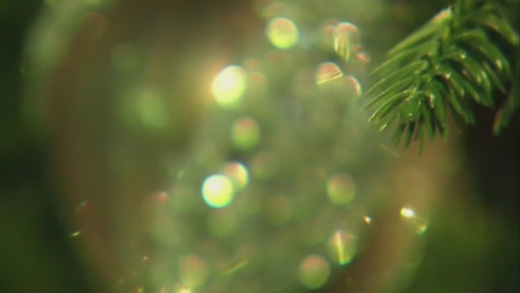 Help for your mental health this holiday season