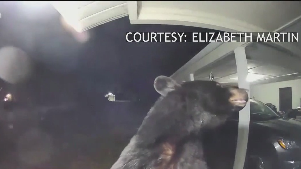 Bear gets up close and personal with camera