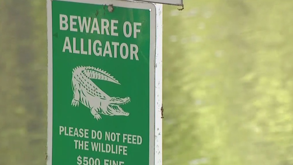 9-foot alligator attacks fisherman
