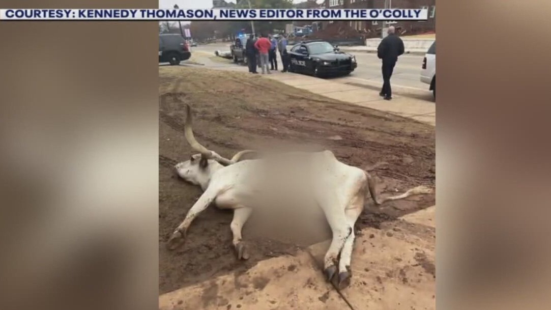 Oklahoma frat members arrested over dead longhorn