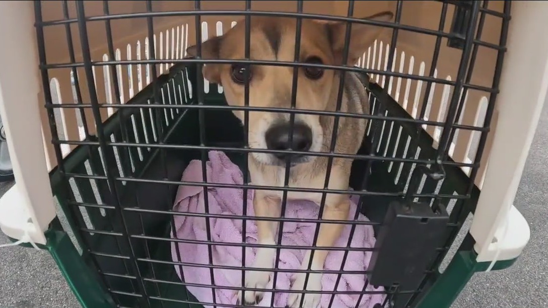Help for crowded animal shelters