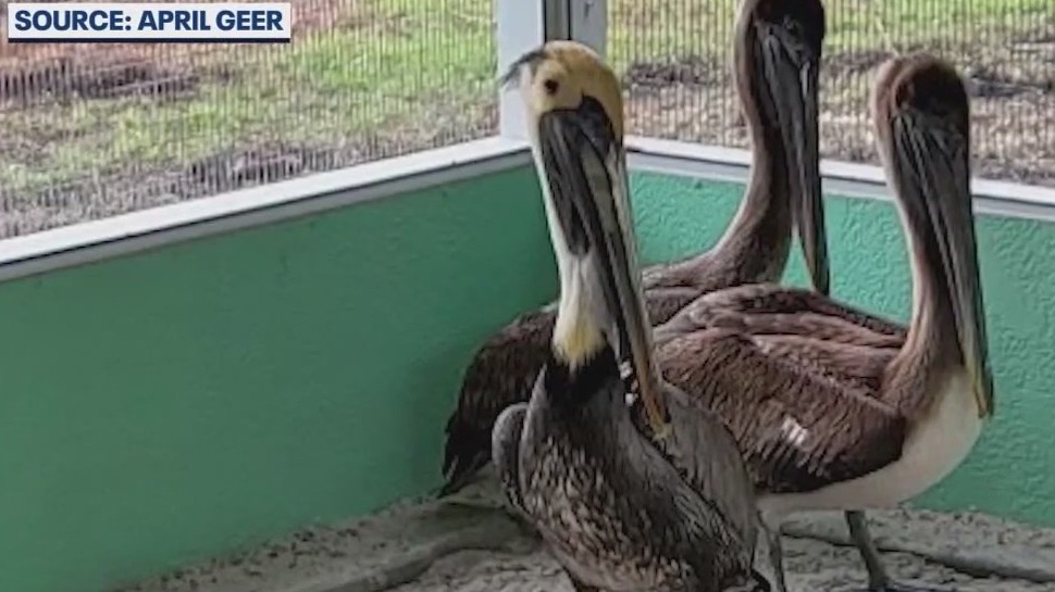 Pelicans found with suspicious injuries