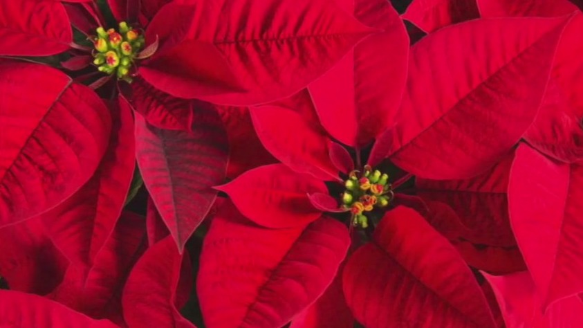 This holiday symbol has some LA history